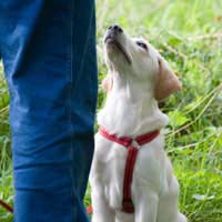 Animal Training Freelance Pets Grooming